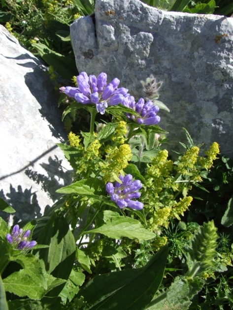 Campanula foliosa / Campanula meridionale